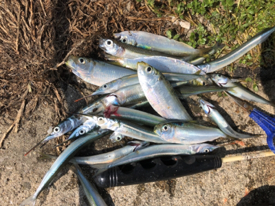 サヨリ、サビキ