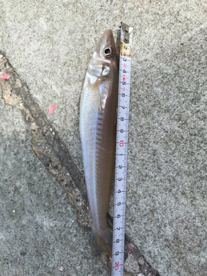 またまた 懲りずに・・・