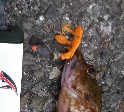 松前テトラ穴釣りでカサゴ25センチ