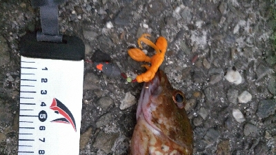 松前テトラ穴釣りでカサゴ25センチ