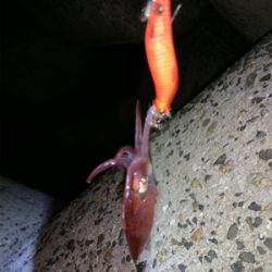 ケンサキイカ⑦