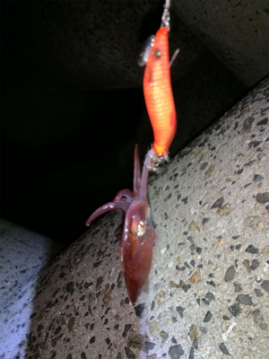 ケンサキイカ⑦