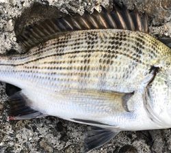 初めてのウキ釣り