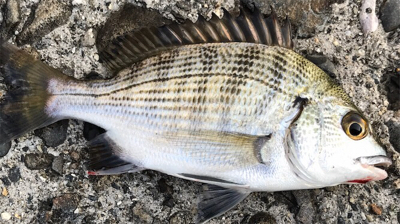 初めてのウキ釣り