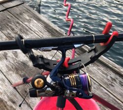 つりぴぃぽぉ釣果