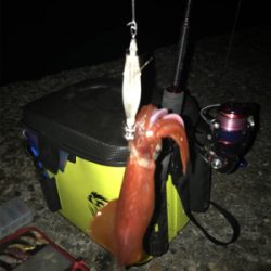 そこそこ活性がいいケンサキ釣り(^。^)