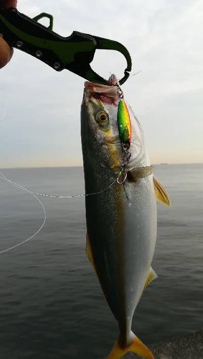 ライトショアジギング