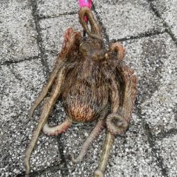 まだまだ釣れるタコ。