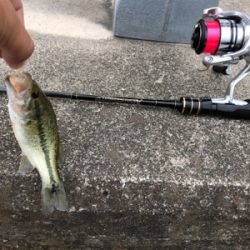 淀川水系 子バス祭り