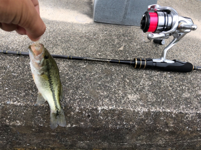 淀川水系 子バス祭り