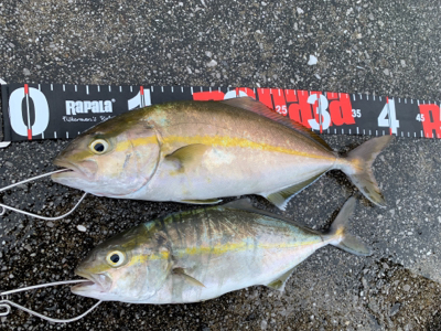 ネリゴ大量発生