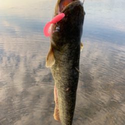 夕方のナマズゲーム