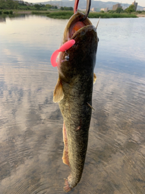 夕方のナマズゲーム