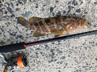 探り探りのライトロック