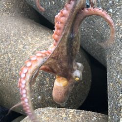 小雨短時間豊漁ショアジギ