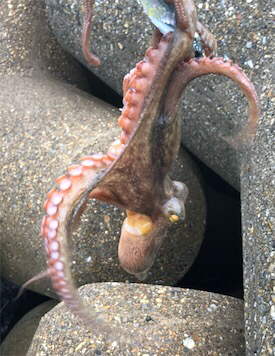 小雨短時間豊漁ショアジギ