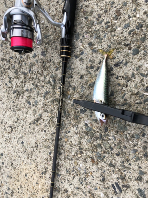 アドバンスメント 56モバイルでサヨリング