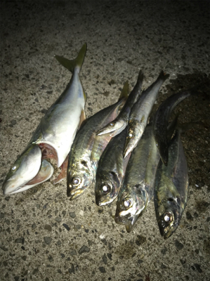 良型アジゲット