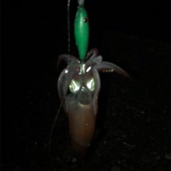 群れさえ入ってくれればケンサキイカ釣れます(^^)