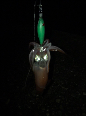 群れさえ入ってくれればケンサキイカ釣れます(^^)
