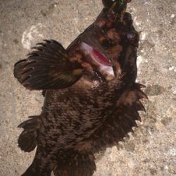 シャローエリアでお遊び