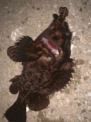 シャローエリアでお遊び