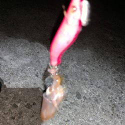 ケンサキイカ⑧