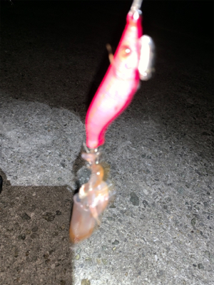 ケンサキイカ⑧