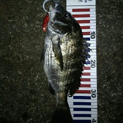 チヌチヌおチヌ