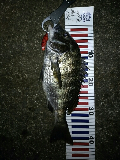 チヌチヌおチヌ