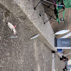 夕方から沢山釣れました！