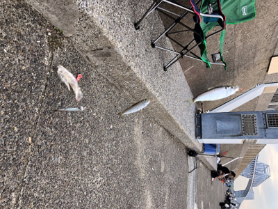 夕方から沢山釣れました！