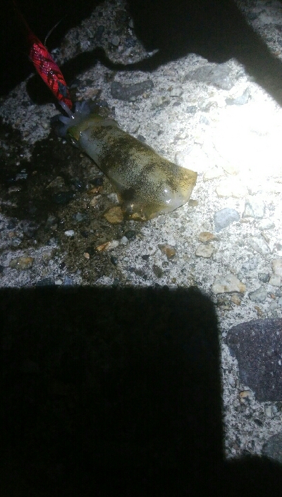 アオリイカ　7杯！！と根魚！