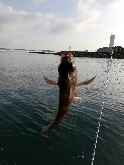 久々にエビ撒いてみました