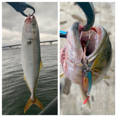 ハマチ〜ツバスでつ抜け♫