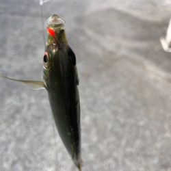 夕方からのヒットでした！