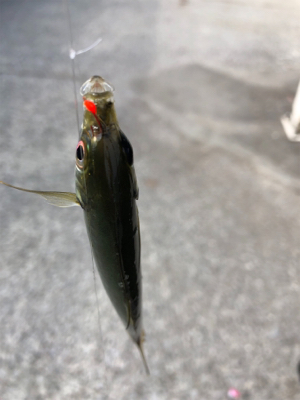 夕方からのヒットでした！