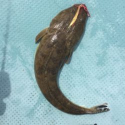 秋らしくなりました。