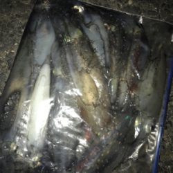 場所が変わってもケンサキイカ釣れますね(^.^)