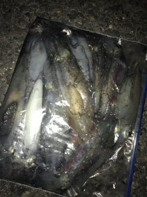 場所が変わってもケンサキイカ釣れますね(^.^)