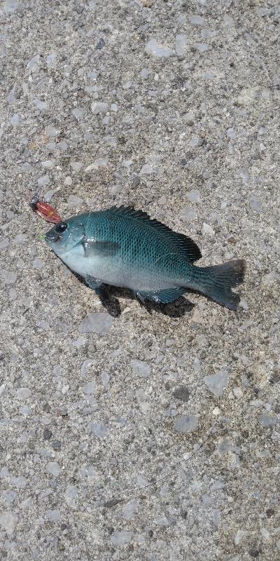 アシストフック