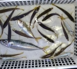 8/17釣果 チヌツバスデカアジ豆アジ