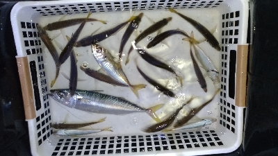 8/17釣果 チヌツバスデカアジ豆アジ