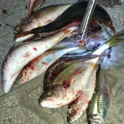 8/24釣果グレツバスデカアジ豆アジ中途半端サバ