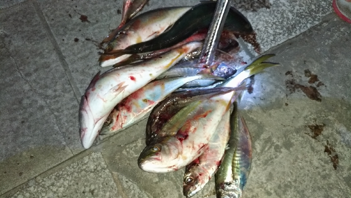 8/24釣果グレツバスデカアジ豆アジ中途半端サバ