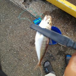 2019年8月8日釣行in箱崎ふ頭