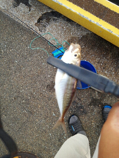 2019年8月8日釣行in箱崎ふ頭