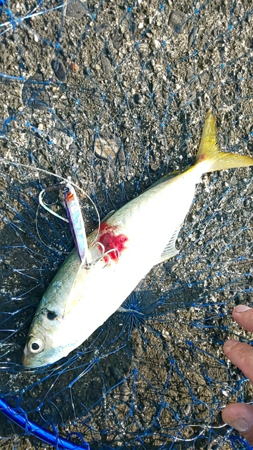 久々の水軒一文字