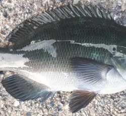 グレ!!アジ!! フグまでも、、、、汗