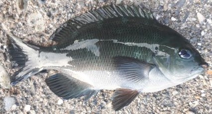 グレ！！アジ！！　フグまでも、、、、汗